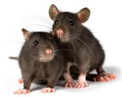 ratas