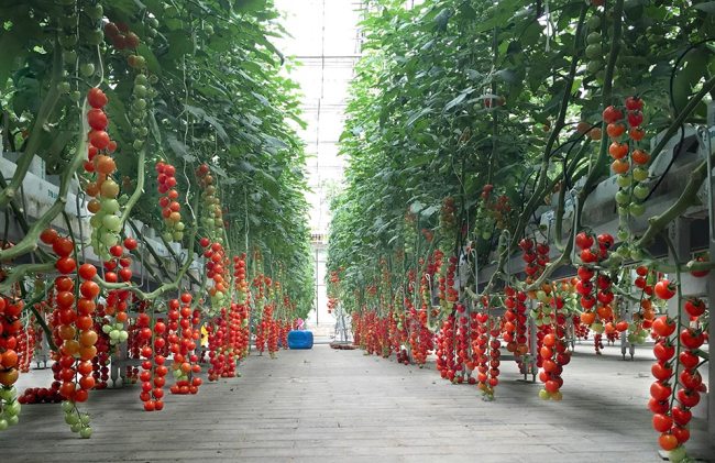 Cultivos y almacenes Hortalizas y frutas