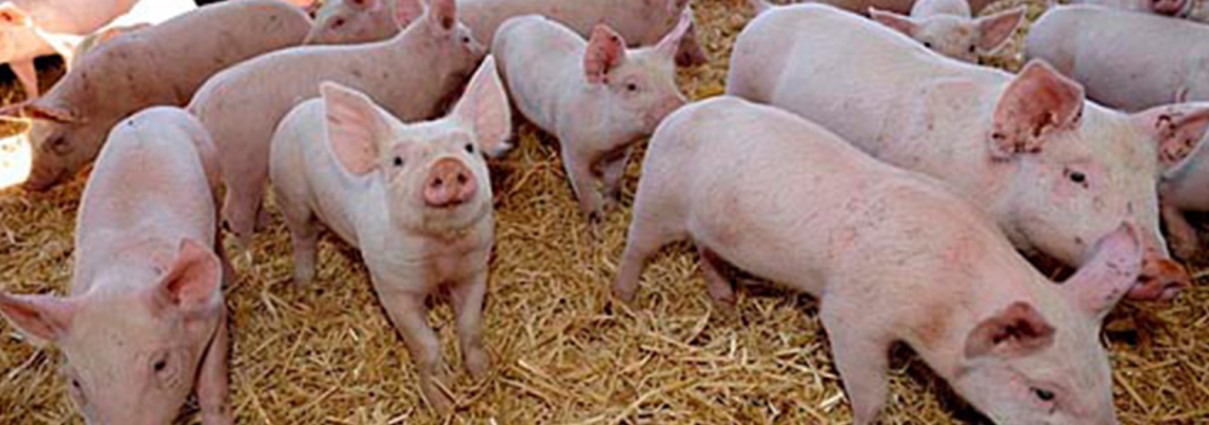 Granjas de animales, mataderos y cárnicas